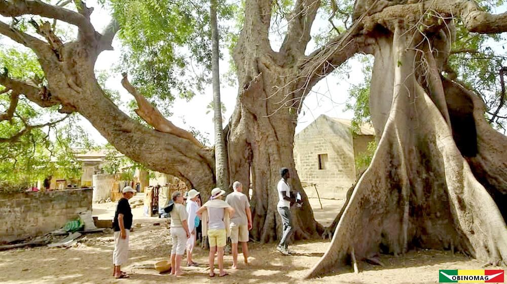 Baobab géant sur une île du Saloum