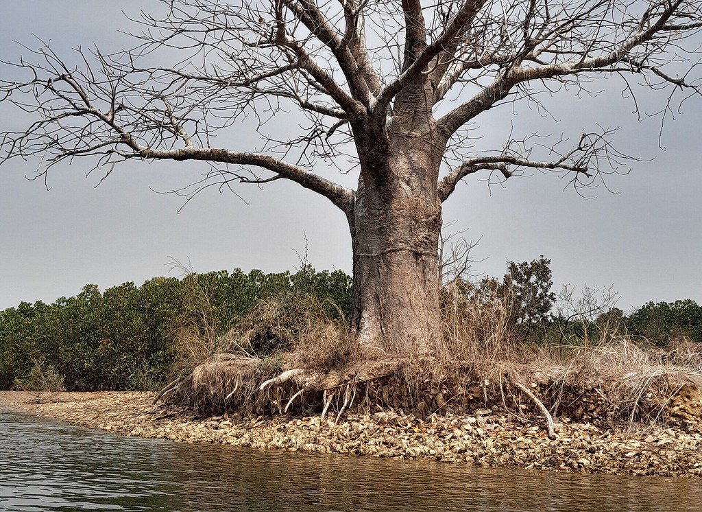 Baobab sur un îlot des îles du Saloum