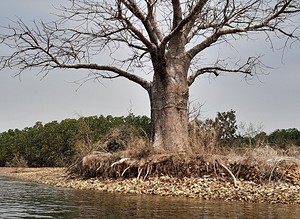 Baobab sur un îlot des îles du Saloum