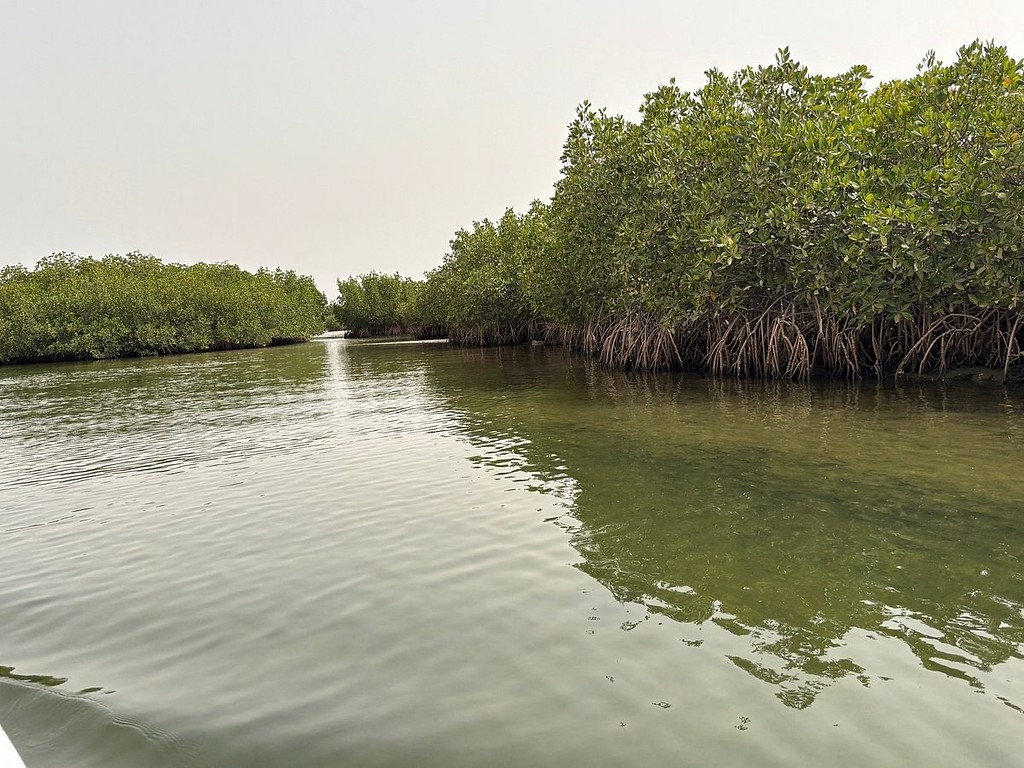 Un bolong bordé de mangrove