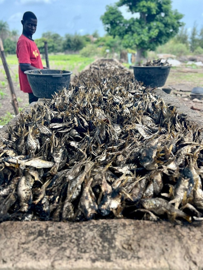 Coquillages mis à sécher au village