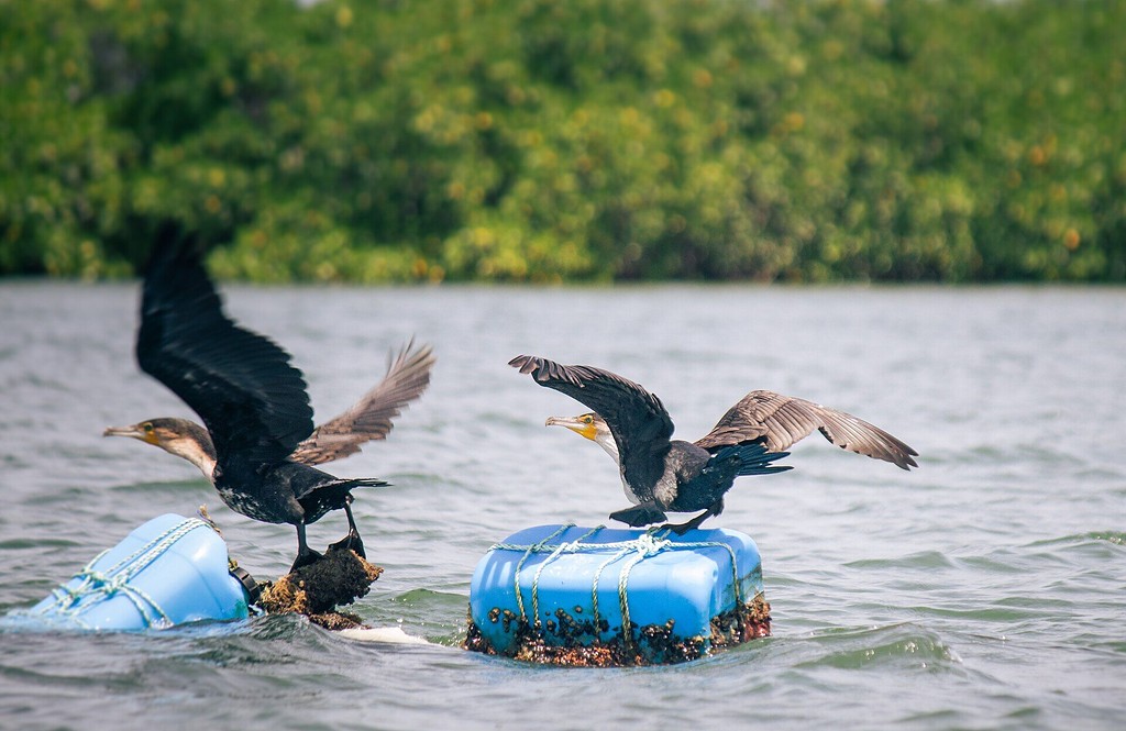 Cormorans à poitrine blanche à Palmarin