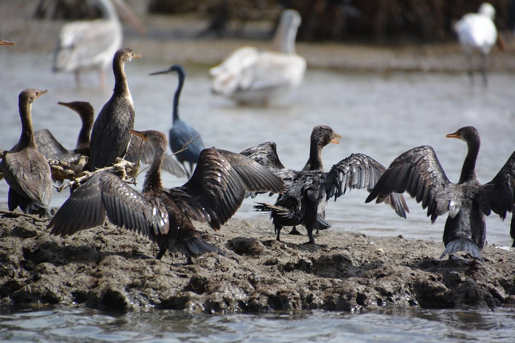 Cormorans et oiseaux d'eau sur un banc de sable