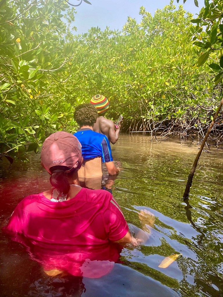 Dans l'eau, au cœur de la mangrove