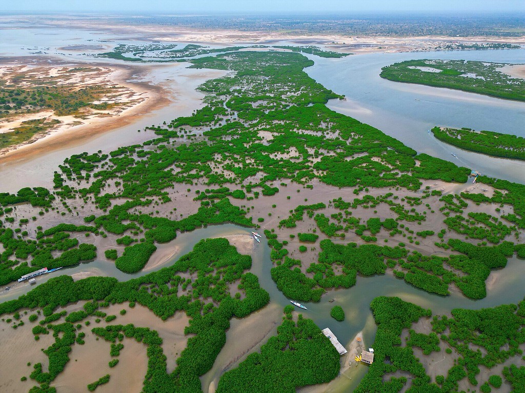 Le labyrinthe des bolongs et de la mangrove