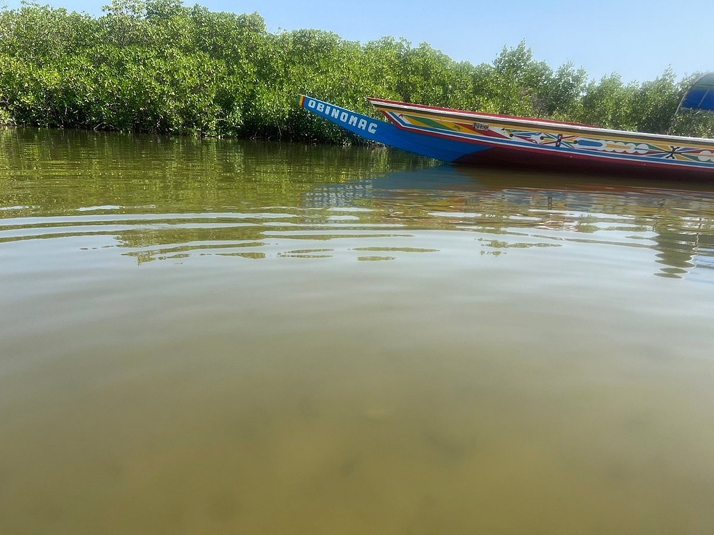 Eau calme et mangrove
