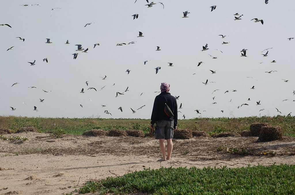 Un envol d'oiseaux au-dessus de la savane