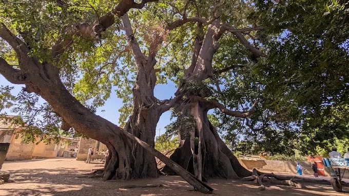 Un grand arbre sur la plage