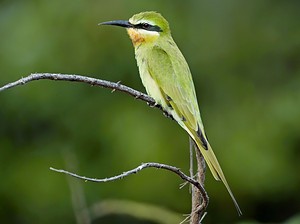 Guêpier de Perse à Fathala