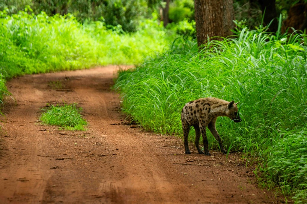 Une hyène tachetée sur une piste de latérite, au Sénégal