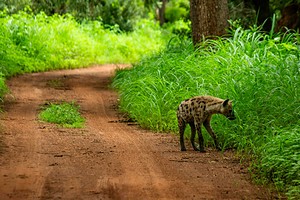 Une hyène tachetée sur une piste de latérite, au Sénégal