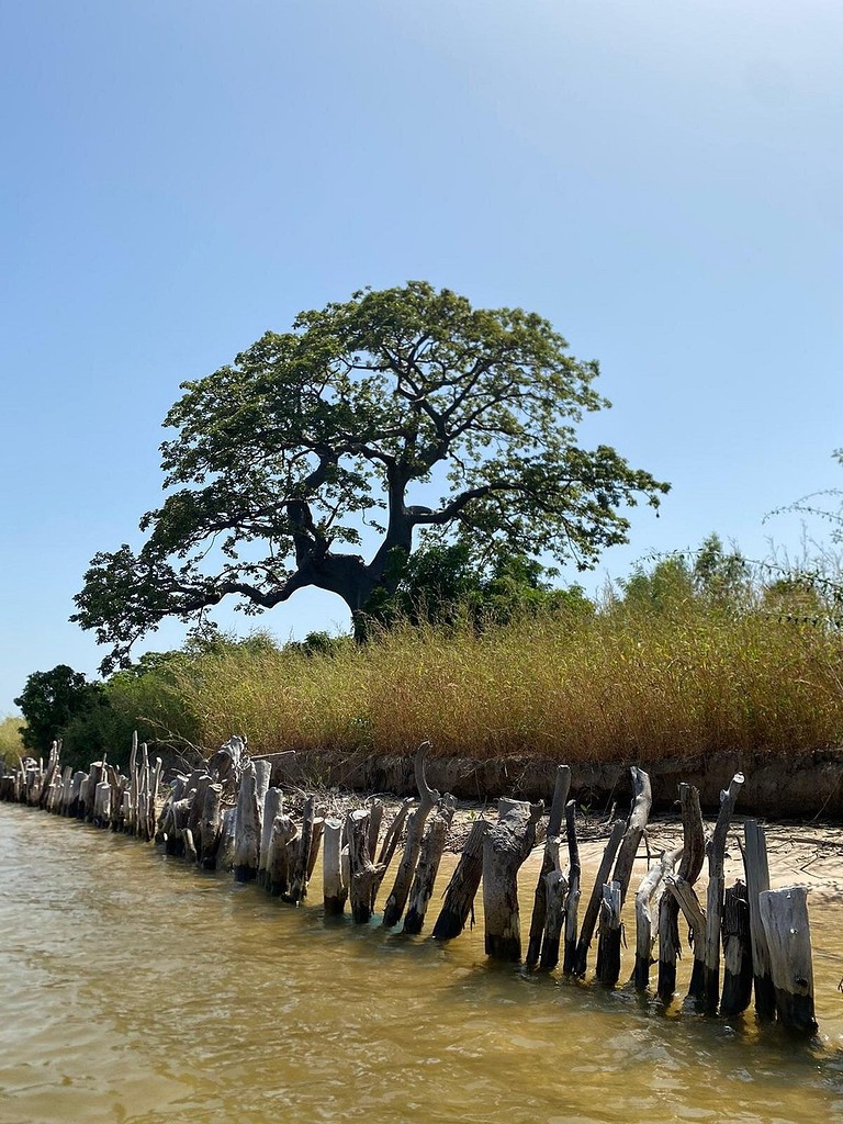 Une île et son baobab, au milieu des bolongs