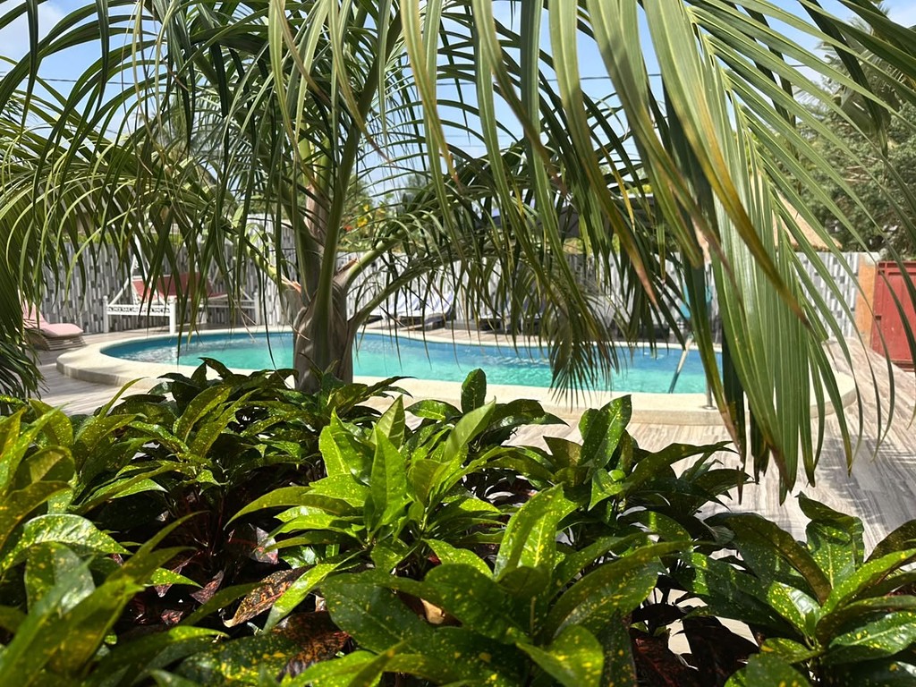 La piscine derrière les plantes du jardin