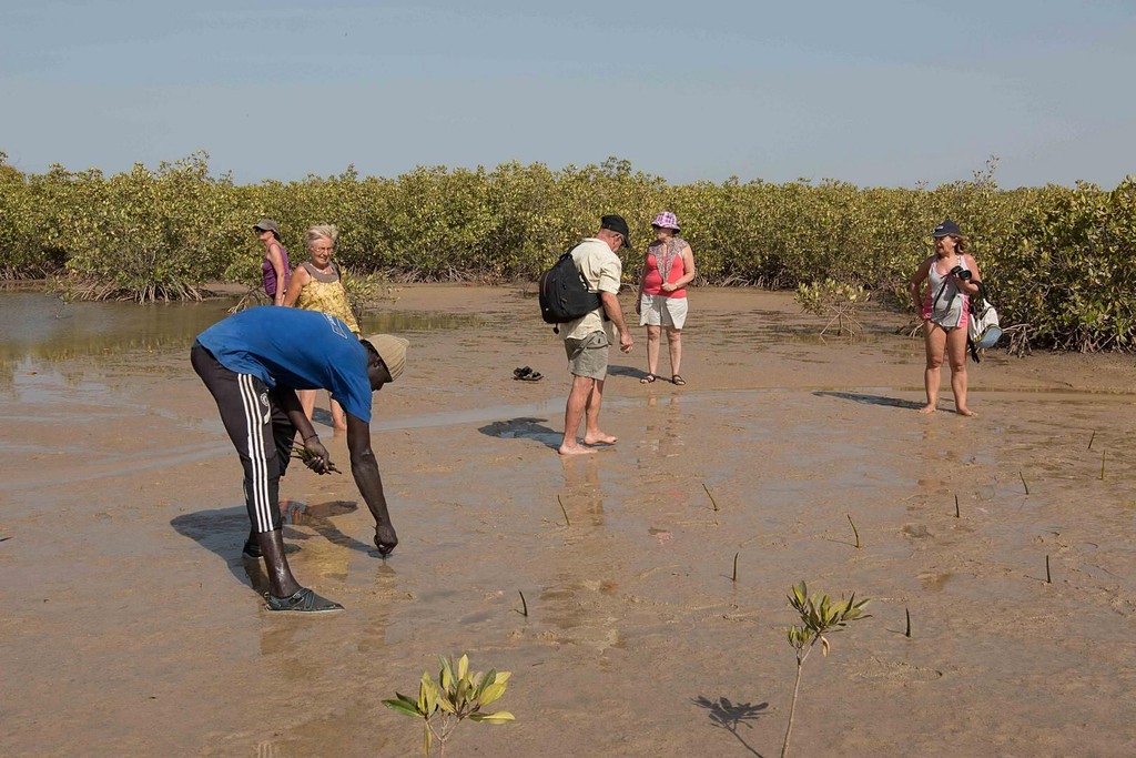 Marche dans la mangrove à marée basse