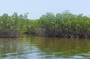 Mangrove dans la réserve naturelle de Palmarin