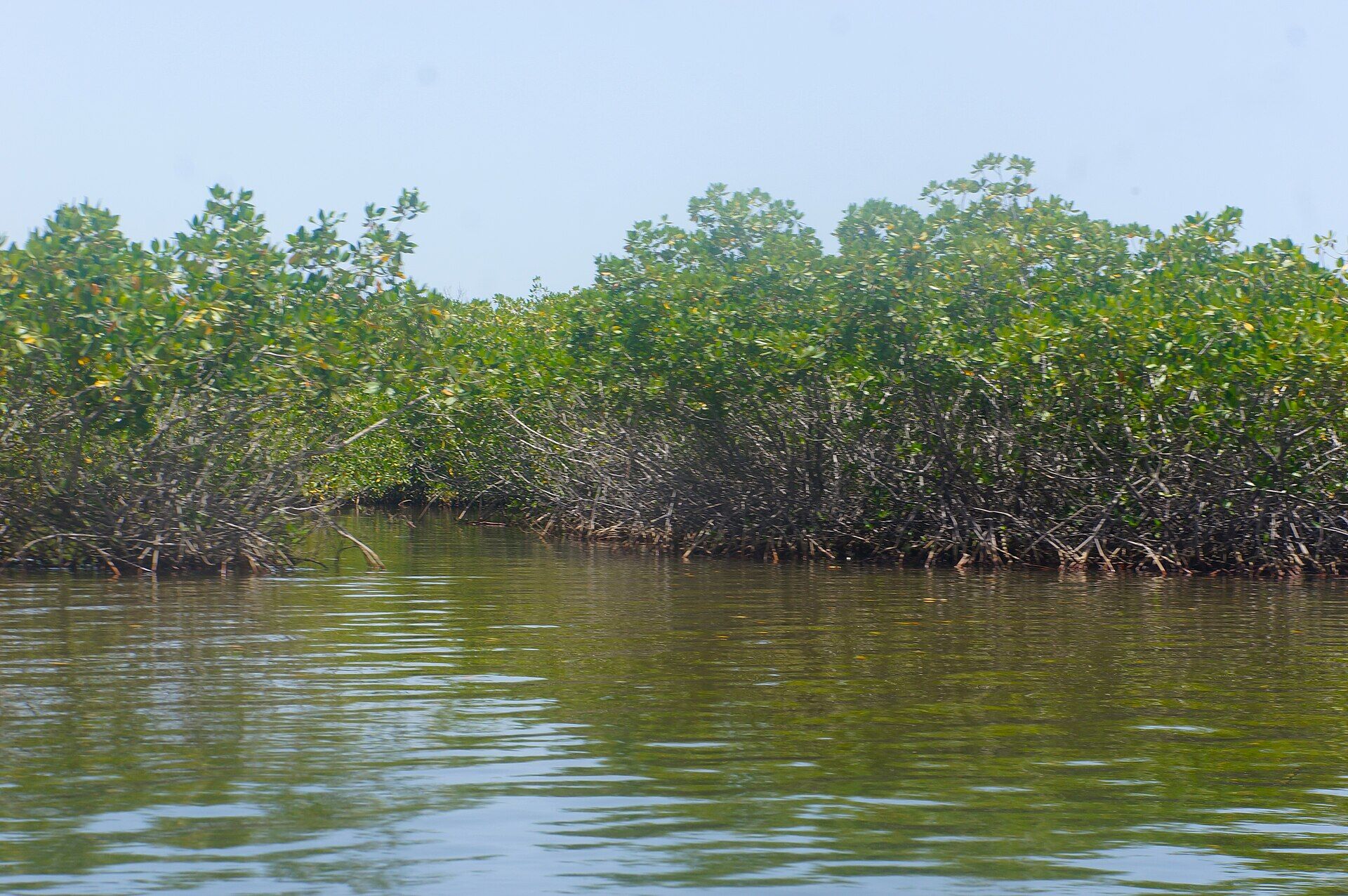 Mangrove dans la réserve naturelle de Palmarin