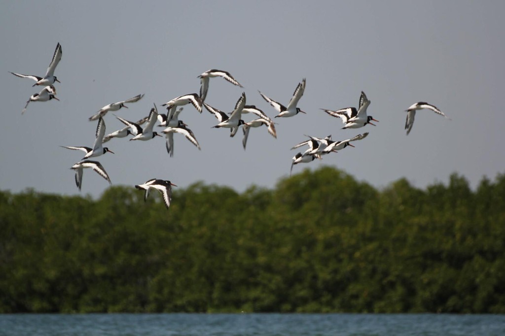 Vol d'oiseaux au-dessus de la mangrove