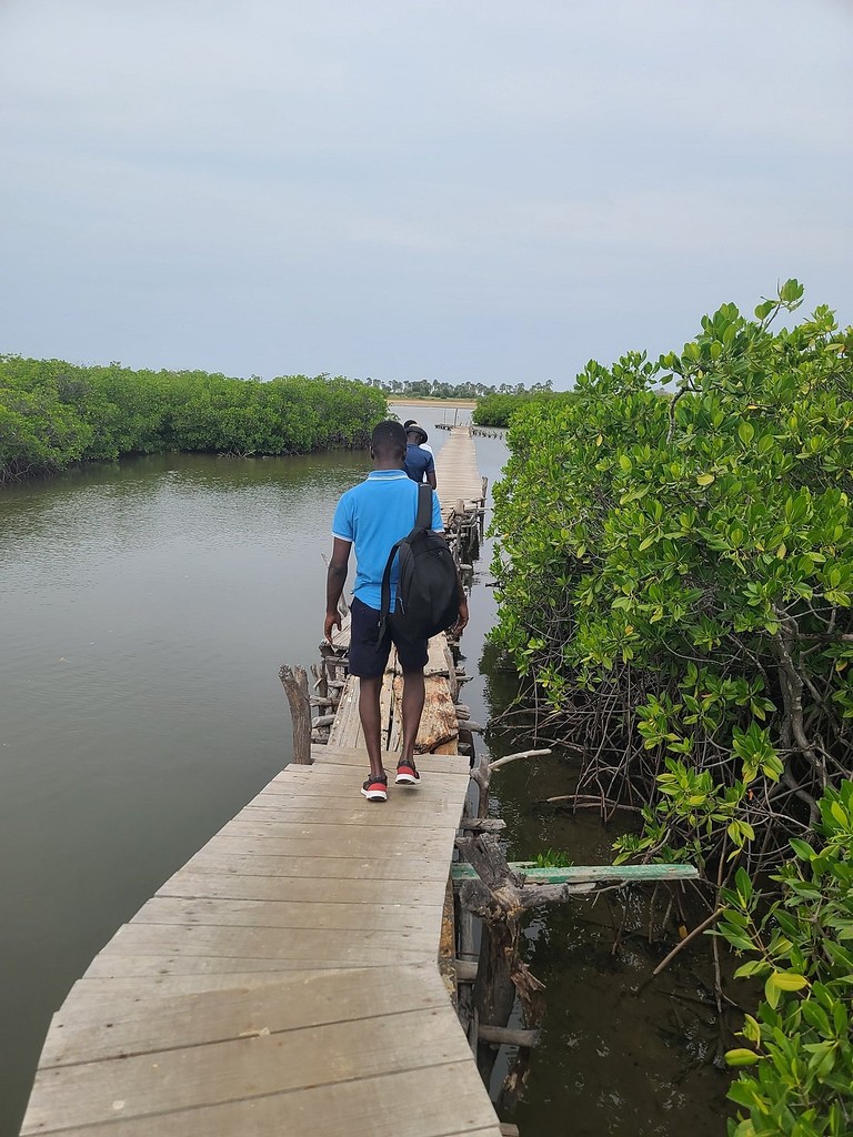 Une passerelle en bois dans la mangrove