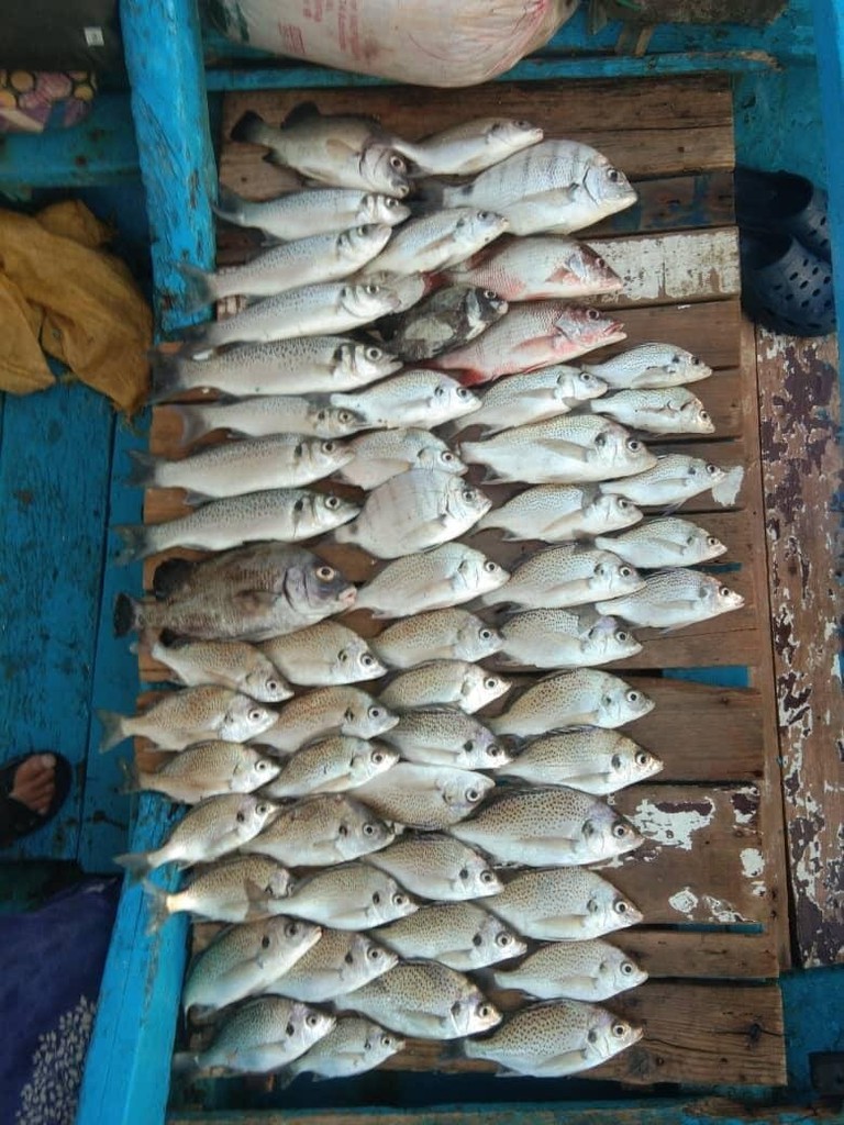 La pêche du jour alignée dans la pirogue
