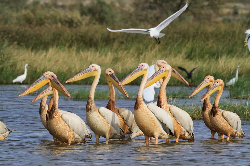 Pélicans dans le delta du Sine Saloum