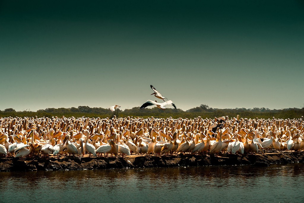 Pélicans blancs au parc national des oiseaux du Djoudj