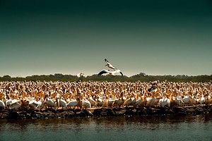 Pélicans blancs au parc national des oiseaux du Djoudj
