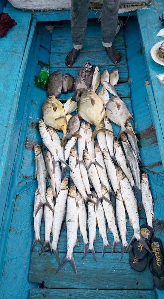 Poissons pêchés dans la pirogue