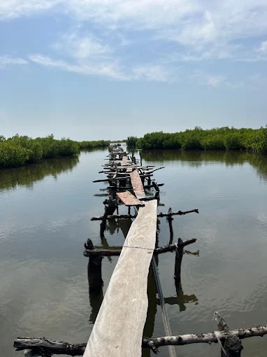 Un ponton dans la mangrove